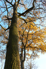 Obraz premium oak trees with autumn leaves and branches against the background of a blue sky, flora and nature