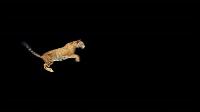 tiger jump over screen 2023 11