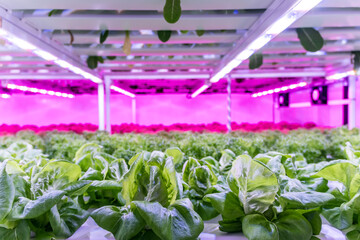 A vibrant indoor farm with rows of green lettuce illuminated by ultraviolet pink grow lights,...