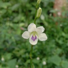 Asystasia gangetica is a species of plant in the family Acanthaceae. It is commonly known as the Chinese violet, coromandel or creeping foxglove.