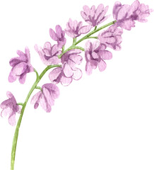 Handdrawn Watercolor Purple Larkspur Flowers