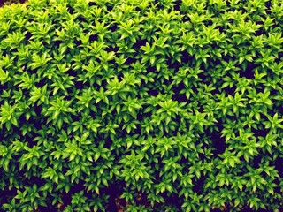 Obraz premium Lush green bush creating a vibrant natural background, backdrop