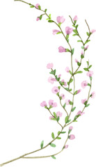 Handdrawn Watercolor Small pink vine-like flowers