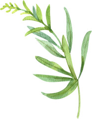 Handdrawn Watercolor Curved leaf on a stem