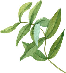 Fototapeta premium Handdrawn Watercolor Willow Leaves