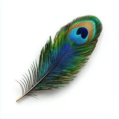 Obraz premium Realistic Peacock Feather Isolated on White Background