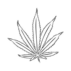 Marijuana plant line art drawing clipart. Cannabis botanical illustration packaging design