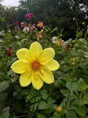 Yellow flower in a botanical garden