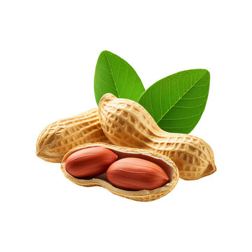 Fresh peanut with slice on transparent background