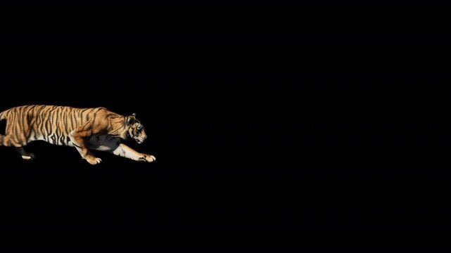 tiger sneak walk over