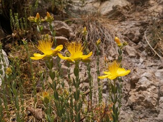 Gelbe pflanze am steinboden bl&uuml;ht