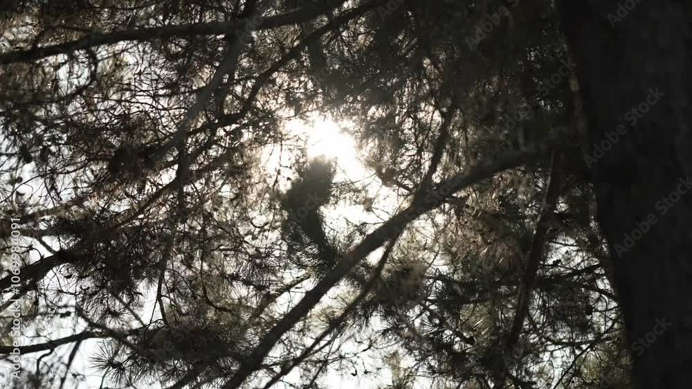 Poster sunlight filters through dense pine tree branches, creating a serene natural scene