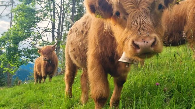 Close up of curious Scottish Highland calf with bell on green pasture in the Swiss Alps near Lenk Canton of Berne Switzerland
