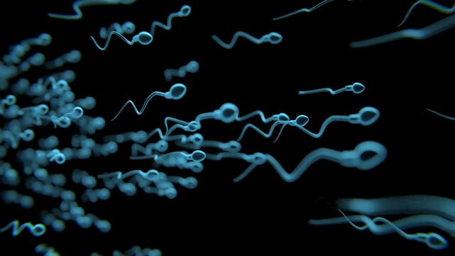 Sperm Cells Travelling in 4K X-Ray Video | Sperm medical animation x-ray video | Human Sperm Cells Video