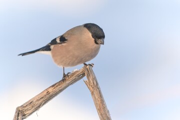 A female bullfinch sits on a branch.  Pyrrhula pyrrhula