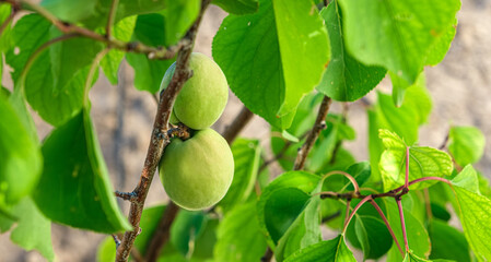 Unripe fruit of a green apricot hanging on a tree branch in the garden. Waiting for the harvest. Organic food with vitamins. Selective focus.