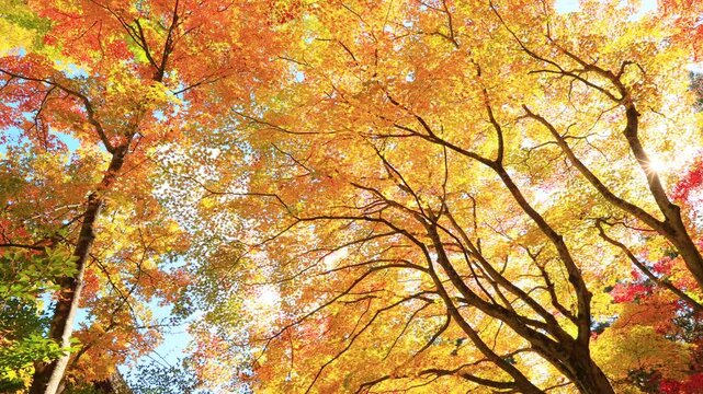 autumn leaves in the forest