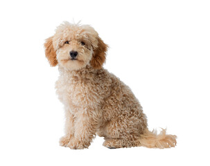 Cute Poodle looking at camera