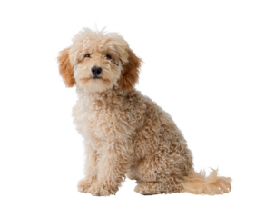 Cute Poodle looking at camera