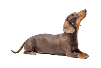 Portrait of a cute Dachshund dog lying down