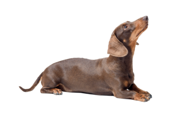 Portrait of a cute Dachshund dog lying down