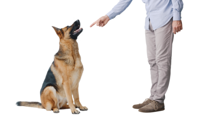 Pet owner scolding his dog