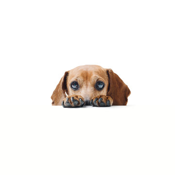 Shy dog hiding behind a blank sign