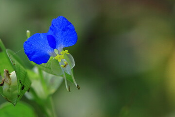 涼やかな青色の花