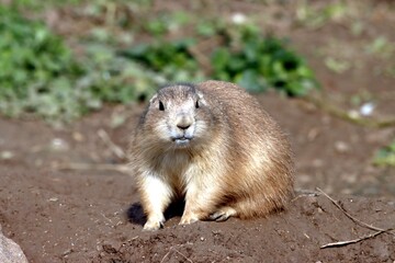 chien de prairie