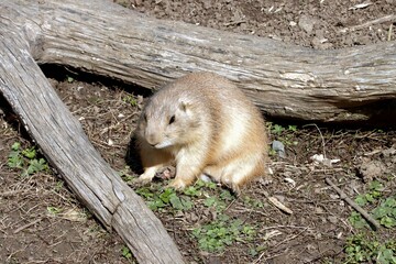 chien de prairie