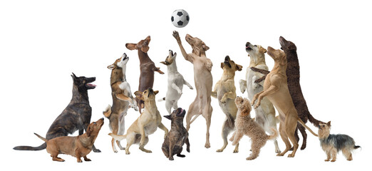 Happy dogs playing soccer together