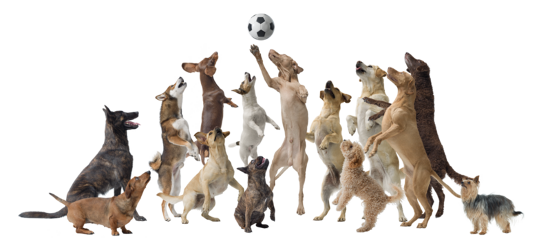 Happy dogs playing soccer together