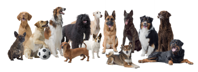 Large group of different dogs
