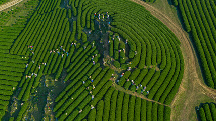 Tea harvest season at Moc Chau tea farm, Son La. The tea harvesting is completely manual, the...