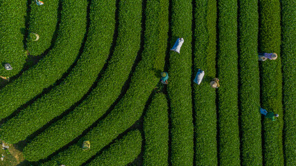 Tea harvest season at Moc Chau tea farm, Son La. The tea harvesting is completely manual, the...