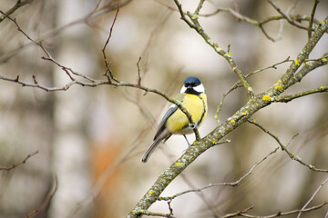 Obraz premium blue tit on branch