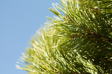 Pine branch on a background of the blue sky. Shallow depth of field.