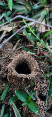 Intricate Engineering: The Resilient Home of Ants
