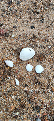 Seashells of the Coastland: Nature’s Oceanic Treasures.