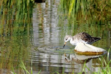 oiseau