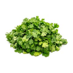Obraz premium Coriander Leaves isolated on white background, close up