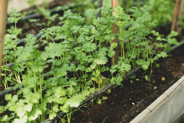 Coriander plant growing in organic vegetable garden using drip irrigation system, Sustainability concept