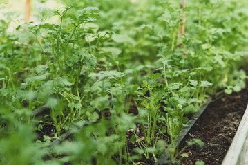 Coriander plant growing in organic vegetable garden using drip irrigation system, Sustainability concept