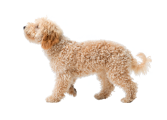 Cute Poodle walking, side view