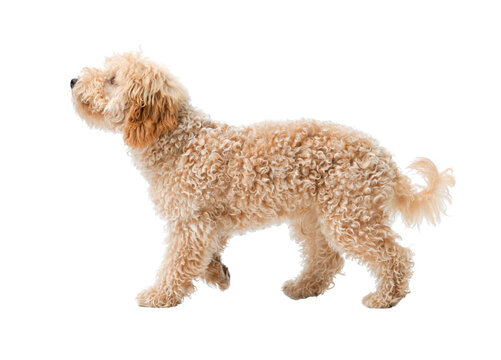 Cute Poodle walking, side view - Powered by Adobe