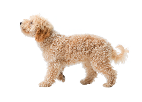 Cute Poodle walking, side view