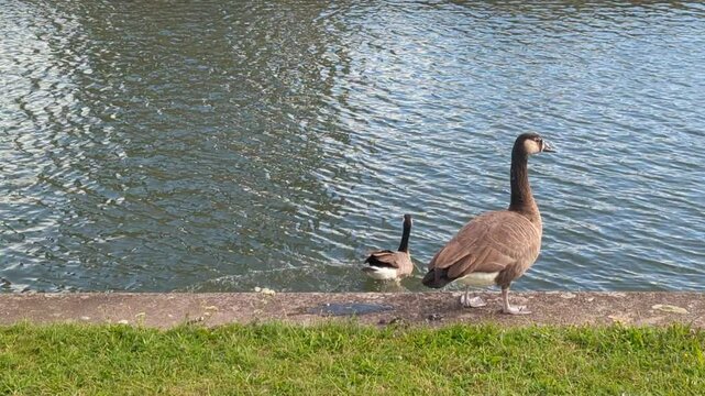 cananda geese jumping in the water flapping their wings from the edge of a lake for a swim