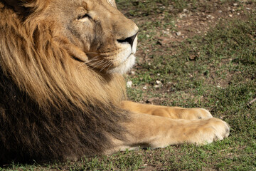 Lion, Zoo, Grass - Close-up of a majestic lion resting in a grassy enclosure at a zoo.