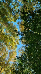 autumn leaves in the forest