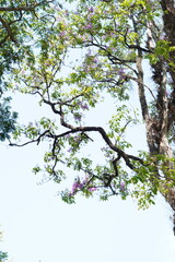 View of trees in the morning with blue sky background